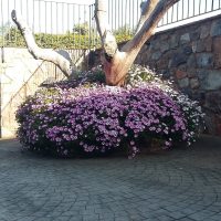 MILJARAS JARDINERÍA Y FORESTAL